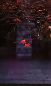 Preview wallpaper maple, leaves, autumn, maple leaves, blur