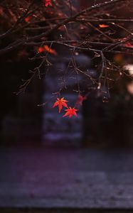 Preview wallpaper maple, leaves, autumn, maple leaves, blur