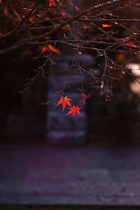 Preview wallpaper maple, leaves, autumn, maple leaves, blur