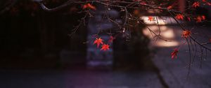 Preview wallpaper maple, leaves, autumn, maple leaves, blur