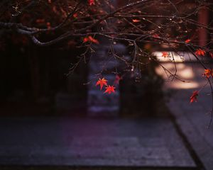 Preview wallpaper maple, leaves, autumn, maple leaves, blur