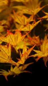 Preview wallpaper maple, leaves, autumn, maple leaves, black background