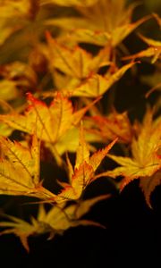 Preview wallpaper maple, leaves, autumn, maple leaves, black background