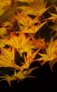 Preview wallpaper maple, leaves, autumn, maple leaves, black background