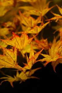 Preview wallpaper maple, leaves, autumn, maple leaves, black background