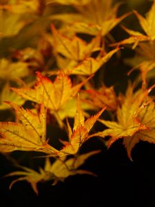 Preview wallpaper maple, leaves, autumn, maple leaves, black background