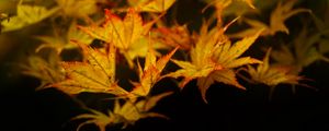 Preview wallpaper maple, leaves, autumn, maple leaves, black background