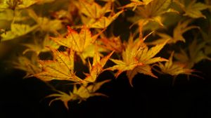 Preview wallpaper maple, leaves, autumn, maple leaves, black background