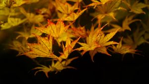 Preview wallpaper maple, leaves, autumn, maple leaves, black background