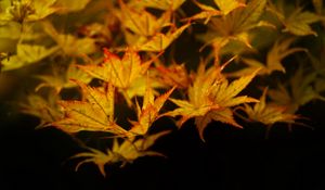 Preview wallpaper maple, leaves, autumn, maple leaves, black background