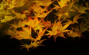 Preview wallpaper maple, leaves, autumn, maple leaves, black background