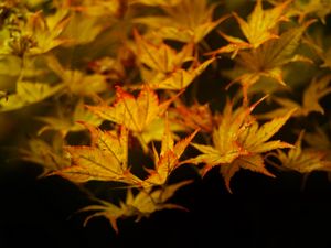 Preview wallpaper maple, leaves, autumn, maple leaves, black background