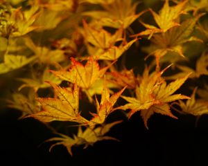 Preview wallpaper maple, leaves, autumn, maple leaves, black background