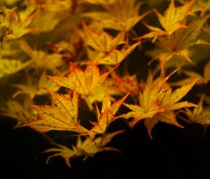 Preview wallpaper maple, leaves, autumn, maple leaves, black background