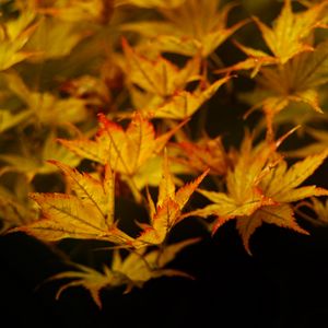 Preview wallpaper maple, leaves, autumn, maple leaves, black background