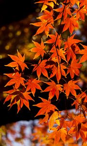 Preview wallpaper maple, leaves, autumn, branch