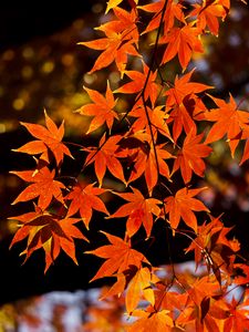 Preview wallpaper maple, leaves, autumn, branch