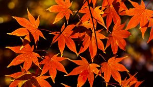 Preview wallpaper maple, leaves, autumn, branch