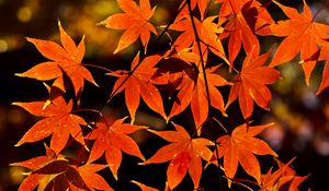 Preview wallpaper maple, leaves, autumn, branch