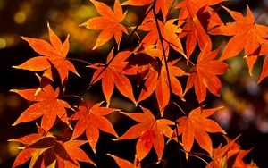 Preview wallpaper maple, leaves, autumn, branch