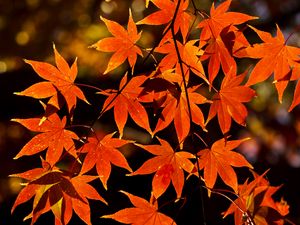 Preview wallpaper maple, leaves, autumn, branch