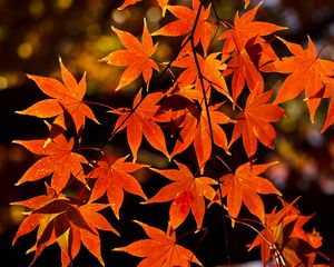 Preview wallpaper maple, leaves, autumn, branch