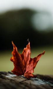 Preview wallpaper maple, leaves, autumn, macro
