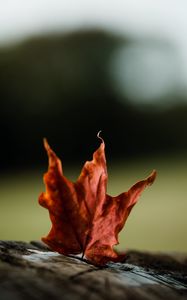 Preview wallpaper maple, leaves, autumn, macro