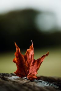 Preview wallpaper maple, leaves, autumn, macro