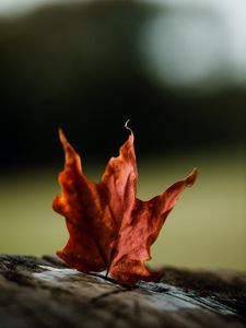 Preview wallpaper maple, leaves, autumn, macro