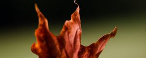Preview wallpaper maple, leaves, autumn, macro
