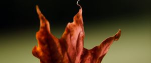 Preview wallpaper maple, leaves, autumn, macro