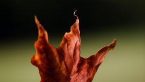 Preview wallpaper maple, leaves, autumn, macro