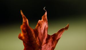 Preview wallpaper maple, leaves, autumn, macro