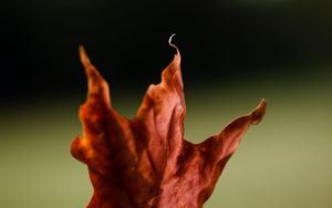 Preview wallpaper maple, leaves, autumn, macro