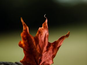 Preview wallpaper maple, leaves, autumn, macro