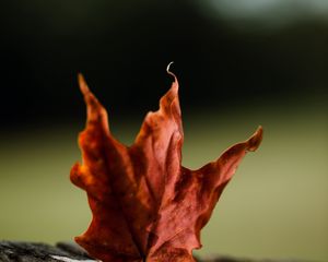 Preview wallpaper maple, leaves, autumn, macro