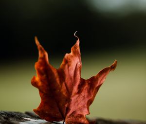 Preview wallpaper maple, leaves, autumn, macro