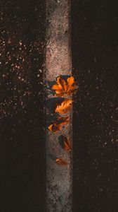 Preview wallpaper maple, leaves, autumn, asphalt