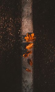 Preview wallpaper maple, leaves, autumn, asphalt