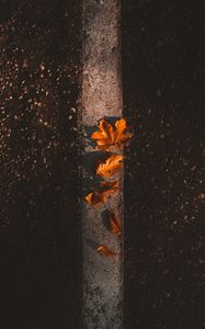Preview wallpaper maple, leaves, autumn, asphalt