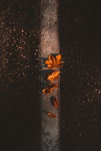 Preview wallpaper maple, leaves, autumn, asphalt