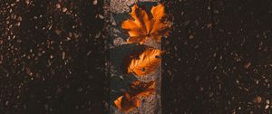 Preview wallpaper maple, leaves, autumn, asphalt