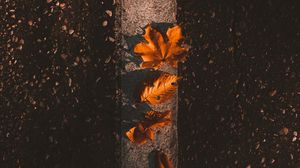 Preview wallpaper maple, leaves, autumn, asphalt