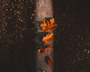 Preview wallpaper maple, leaves, autumn, asphalt