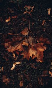 Preview wallpaper maple, leaves, autumn, grass, foliage