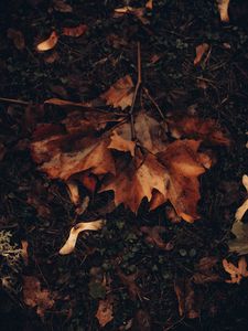 Preview wallpaper maple, leaves, autumn, grass, foliage