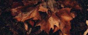 Preview wallpaper maple, leaves, autumn, grass, foliage