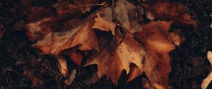 Preview wallpaper maple, leaves, autumn, grass, foliage