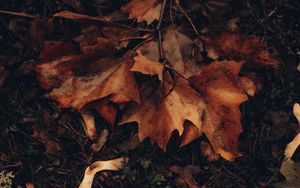 Preview wallpaper maple, leaves, autumn, grass, foliage